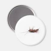 Tote Kakerlake Magnet (Vorderseite/Rückseite)