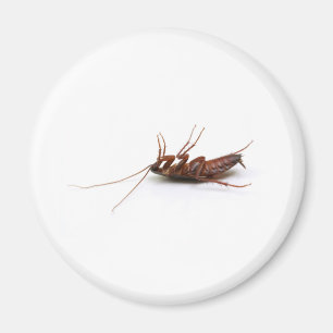 Tote Kakerlake Magnet