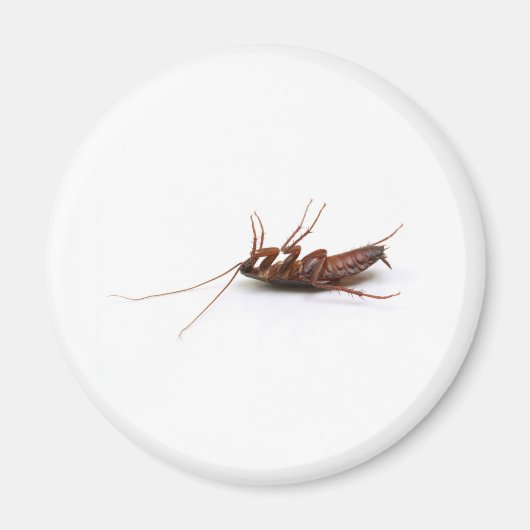 Tote Kakerlake Magnet (Vorne)