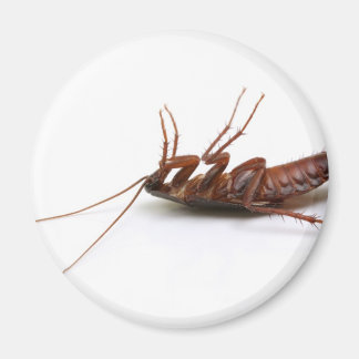 Tote Kakerlake Magnet