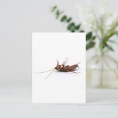 Tote Kakerlake Postkarte (Stehend Vorderseite)