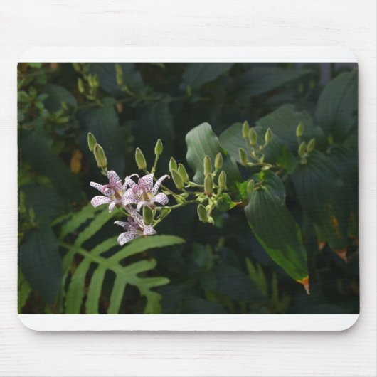 Tote Lily im Scheinwerferlicht. Mousepad (Vorne)