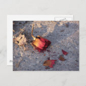 Tote Rose (Farbe) Postkarte (Vorne/Hinten)