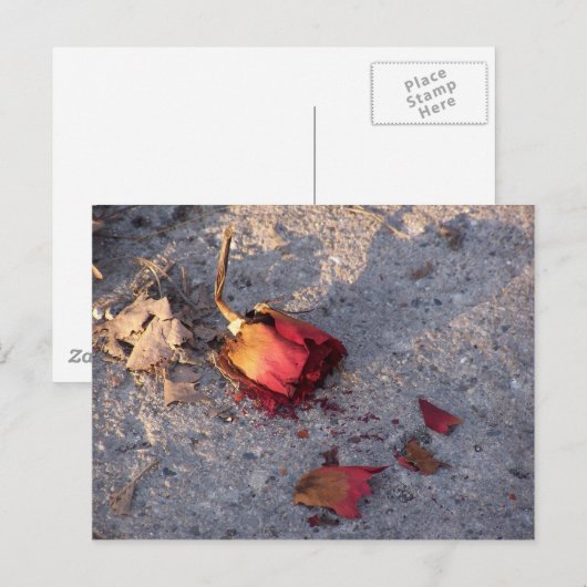 Tote Rose (Farbe) Postkarte (Vorne/Hinten)