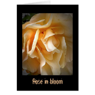 Tote Rose: Rose in Blüte