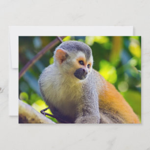 Totenkopfaffe in Manuel Antonio NP - Costa Rica Einladung