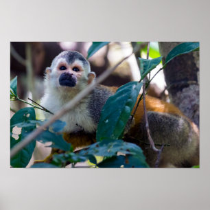 Totenkopfaffe in Manuel Antonio NP - Costa Rica Poster