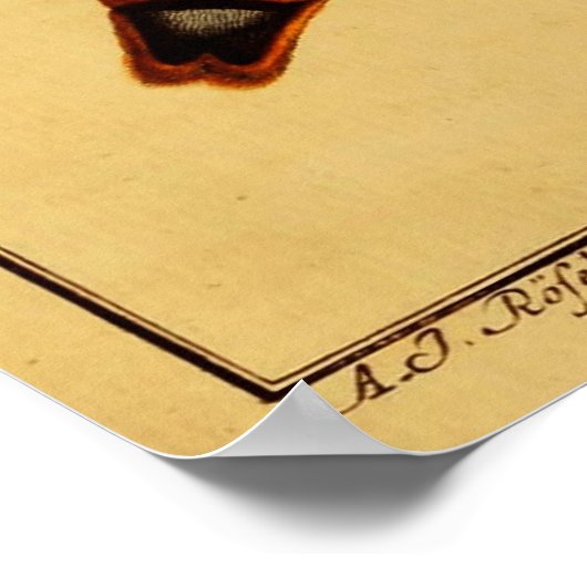 Totenkopfmoth Poster (Ecke)