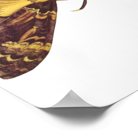 Totenkopfmoth Poster (Ecke)