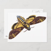 Totenkopfmoth Postkarte (Vorne/Hinten)