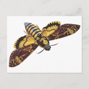 Totenkopfmoth Postkarte
