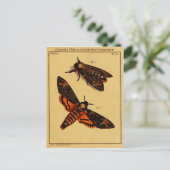 Totenkopfmoth Postkarte (Stehend Vorderseite)