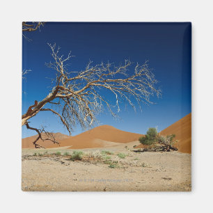 toter Baum an Düne 45 in Wüste Landschaft von Magnet