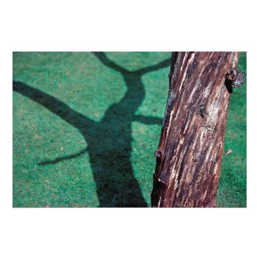 Toter Baum Fotodruck (Vorne)