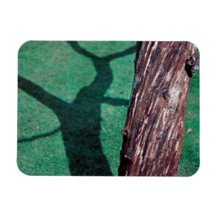 Toter Baum Magnet