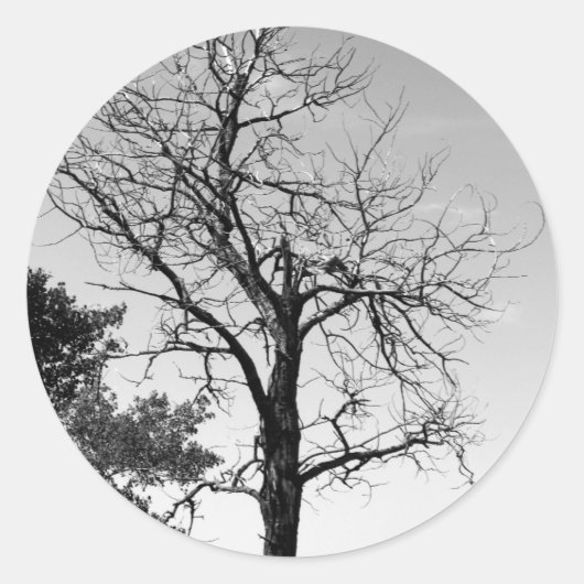 Toter Baum Runder Aufkleber (Vorderseite)