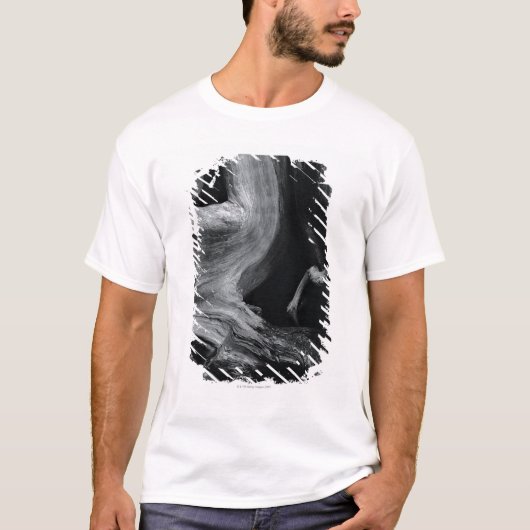 Toter Baumstamm T-Shirt (Vorderseite)