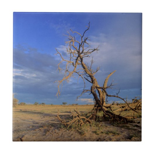 Toter Kamel Thorn (Acacia Erioloba) Baum Fliese (Vorderseite)