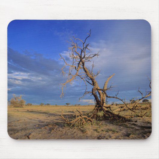 Toter Kamel Thorn (Acacia Erioloba) Baum Mousepad (Vorne)