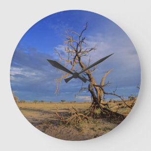 Toter Kameldorn (Acacia Erioloba) Baum Große Wanduhr