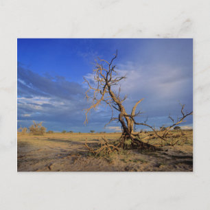 Toter Kameldorn (Acacia Erioloba) Baum Postkarte