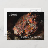 Toter Steinfisch am Great Barrier Reef Postkarte (Vorne/Hinten)