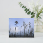 Toter Wald Postkarte (Stehend Vorderseite)