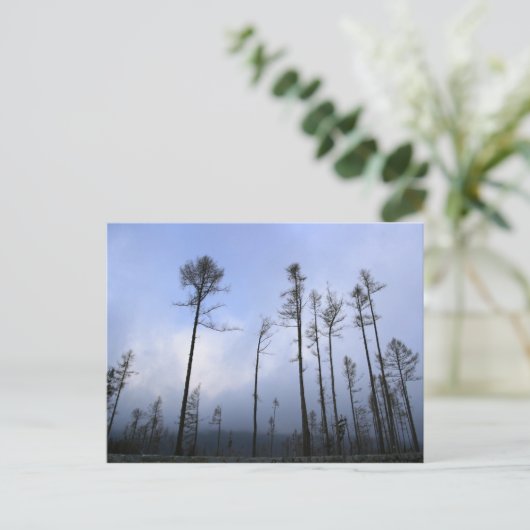 Toter Wald Postkarte (Stehend Vorderseite)