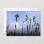Toter Wald Postkarte (Vorne/Hinten)