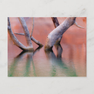 Totes Cottonwood Trunks im See Utah Postkarte