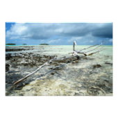 Totes Holz im Pazifischen Foto (Vorne)