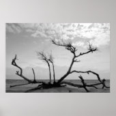 Totes Holz Poster (Vorne)