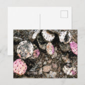 Totes rosa Kaktus Postkarte (Vorne/Hinten)