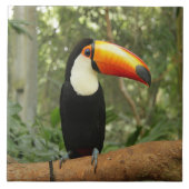 Toucan am Baumzweig Fliese (Vorderseite)