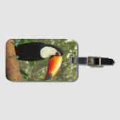 Toucan am Baumzweig Gepäckanhänger (Vorderseite (Horizontal))