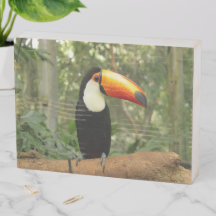 Toucan am Baumzweig