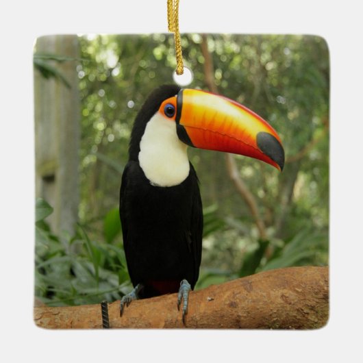 Toucan am Baumzweig Keramikornament (Vorderseite)