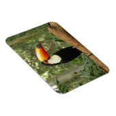 Toucan am Baumzweig Magnet (Rechte Seite)