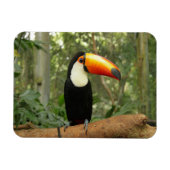 Toucan am Baumzweig Magnet (Horizontal)