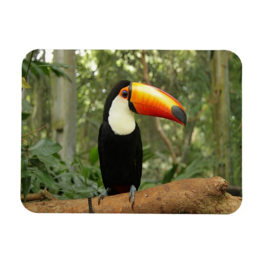 Toucan am Baumzweig Magnet (Horizontal)