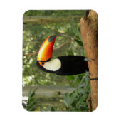 Toucan am Baumzweig Magnet (Vertikal)