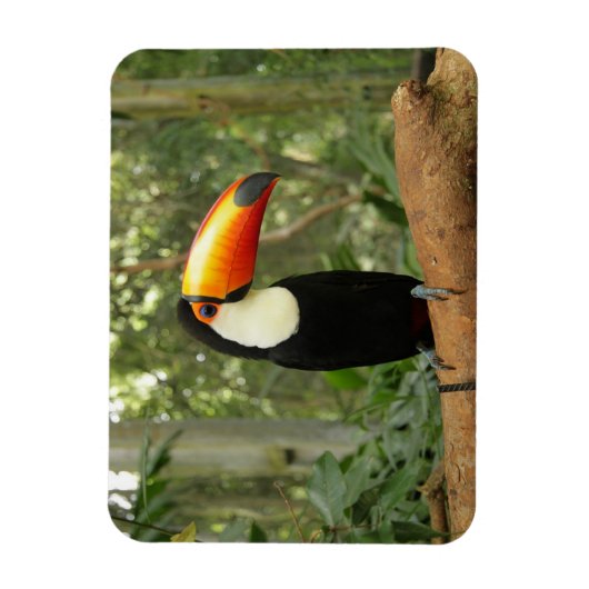Toucan am Baumzweig Magnet (Vertikal)