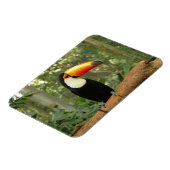 Toucan am Baumzweig Magnet (Linke Seite)