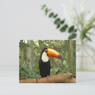 Toucan am Baumzweig Postkarte