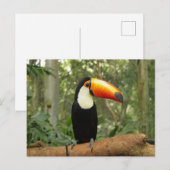 Toucan am Baumzweig Postkarte (Vorne/Hinten)