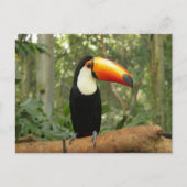 Toucan am Baumzweig Postkarte (Vorderseite)
