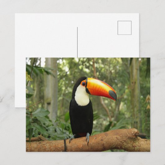 Toucan am Baumzweig Postkarte (Vorne/Hinten)