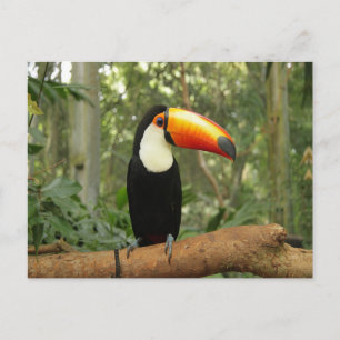 Toucan am Baumzweig Postkarte