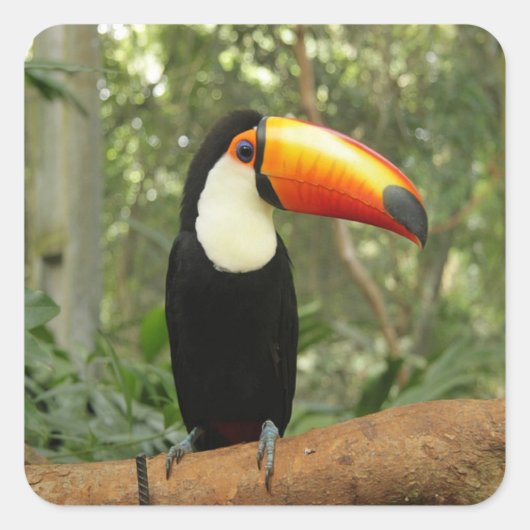 Toucan am Baumzweig Quadratischer Aufkleber (Vorderseite)