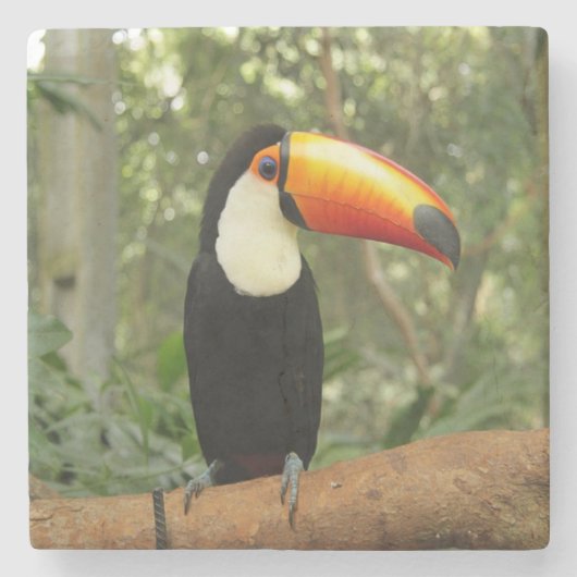 Toucan am Baumzweig Steinuntersetzer (Vorderseite)
